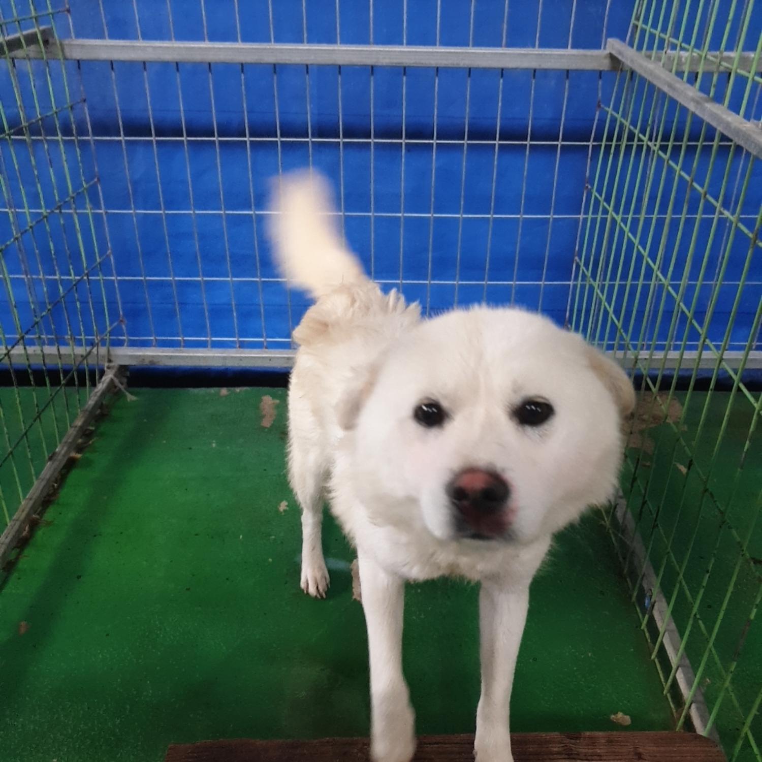 믹스견 이미지 파일 입니다.